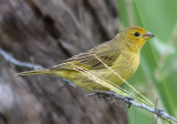 Young male Saffron Finch