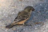 Rusty-collared Seedeater