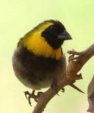 Cuban Grassquit