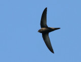 Common Swift