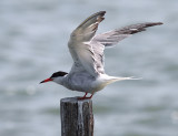 Common Tern