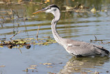 Cocoi (White-necked) Heron