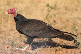 Turkey Vulture