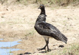 Horned Screamer