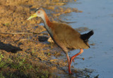 Giant Wood Rail