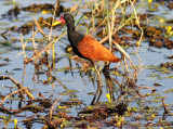 Wattled Jacana