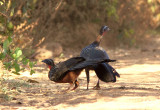 White-crested Guan