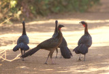 White-crested Guan