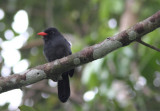 Black Nunbird