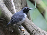 Ash-breasted Antbird