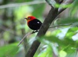 Crimson-hooded Manakin