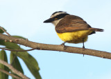 Great Kiskadee