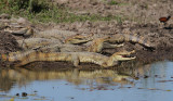 Spectacled Caiman