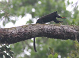 Golden-handed Tamarin