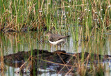 Solitary Sandpiper