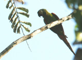 Chestnut-fronted Macaw