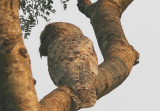 Great Potoo