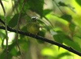 Opal-crowned Manakin