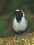 Black-faced Antbird