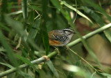 Warbling Antbird
