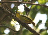 Slaty-capped Shrike-Vireo