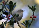 Chiffchaff