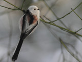 White-headed Long-tailed Tit