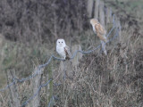 Barn Owl