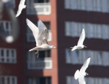 Iceland Gull