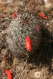 1strawberry cacti.jpg