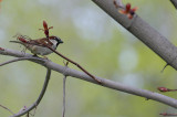 Up A Tree