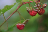 1Raspberries2.jpg