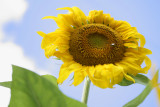 Giant Sunflower.jpg