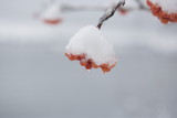 Snowy Berries.jpg
