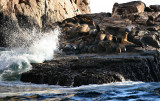 Sea Lion Beach