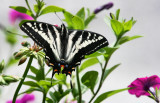 June Butterfly