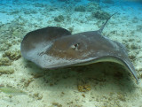 Stingray in Moorea