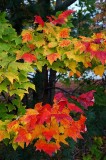 Maple Leaves.JPG