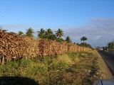 Sugar on Narrow Gauge Railway