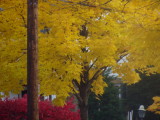 fall in Wisconsin