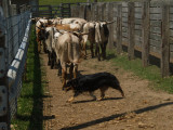 Tess bringing the cows home