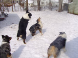 Snowball fun