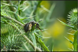 Unusual Bee 10.jpg