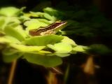 Frog Portrait