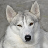 Coral - a Huskey belonging to my old friends Monica and Phil (or possibly their son)
