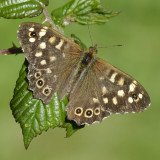 speckled wood by the path