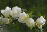Philadelphus or mock orange