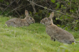 pair of buns