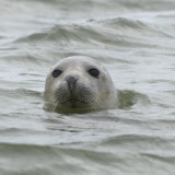 Seal off Blakeney point