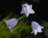 Three little maids - harebell - Campanula Rotundifolia